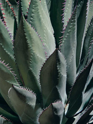 Picture of AGAVE II