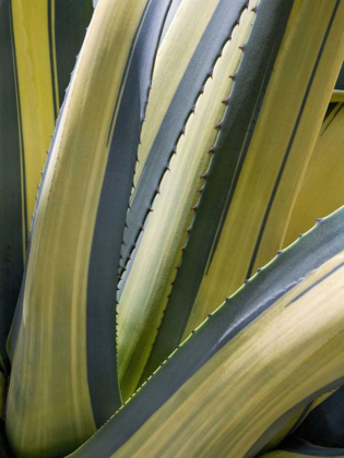 Picture of VARIEGATED AGAVE II
