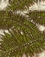 Picture of BATIK FROND I