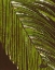 Picture of BATIK FROND II
