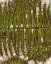 Picture of BATIK FROND III