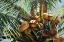Picture of LOS COCOS