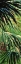 Picture of JUST FRONDS