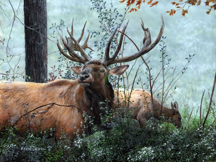 Picture of ELK FORAGING