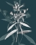 Picture of JEWEL STEMS I