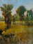 Picture of SUNKISSED FIELD II
