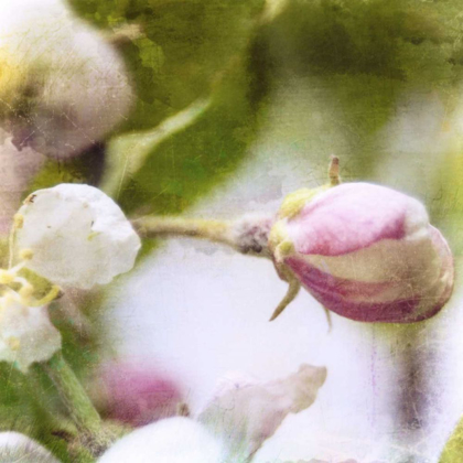 Picture of APPLE BLOSSOM I