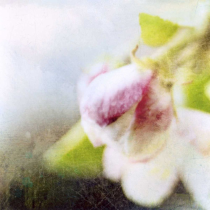 Picture of APPLE BLOSSOM II