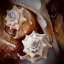 Picture of MACRO SHELLS III