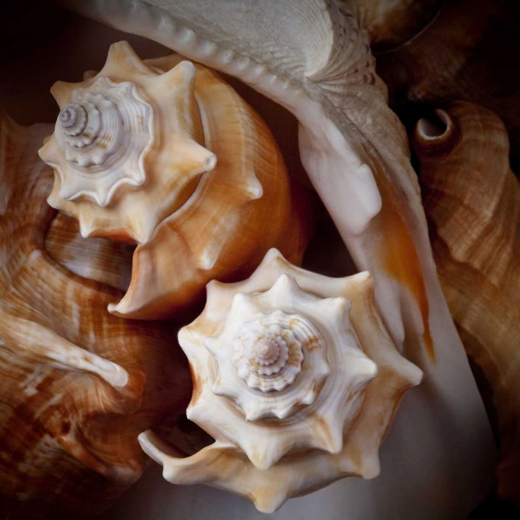 Picture of MACRO SHELLS III