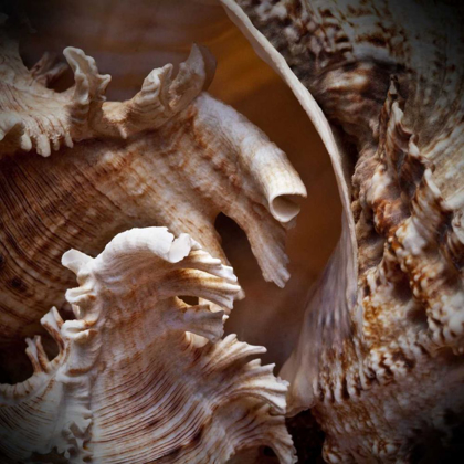 Picture of MACRO SHELLS IV