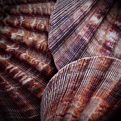 Picture of MACRO SHELLS V