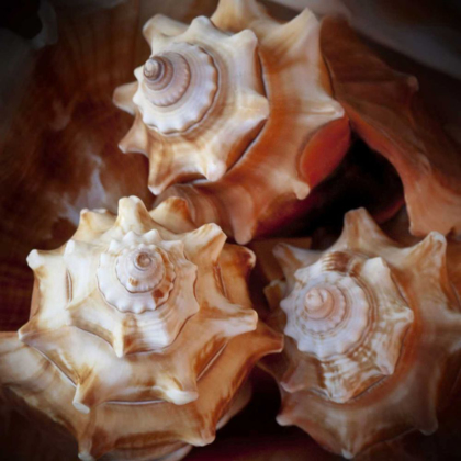 Picture of MACRO SHELLS VII