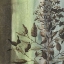 Picture of PAINTED BOTANICAL IV