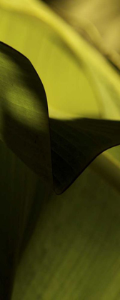 Picture of LEAF DETAIL II