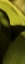 Picture of LEAF DETAIL II