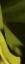 Picture of LEAF DETAIL III