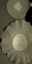 Picture of LOTUS I