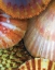 Picture of SHELL EXTRACTION III