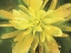 Picture of PAINTERLY FLOWER VII