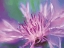 Picture of PAINTERLY FLOWER VIII