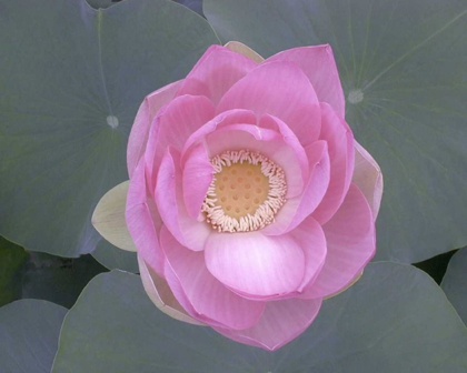 Picture of BLUSHING LOTUS I