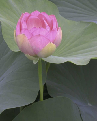 Picture of BLUSHING LOTUS II