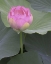 Picture of BLUSHING LOTUS II