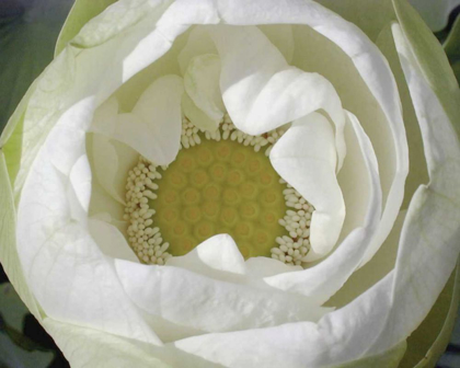 Picture of DELICATE LOTUS I