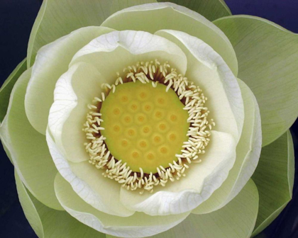 Picture of DELICATE LOTUS II
