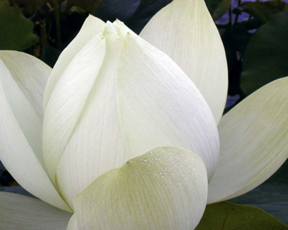 Picture of DELICATE LOTUS IV