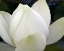 Picture of DELICATE LOTUS IV