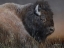 Picture of AMERICAN ICON- BISON