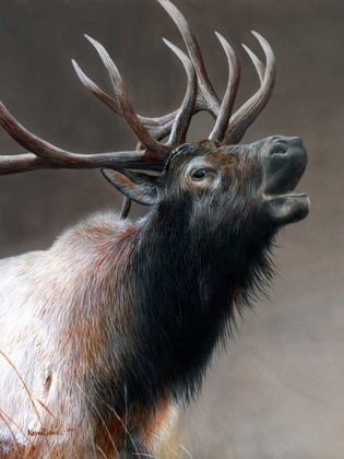 Picture of AMERICAN ICON - ELK