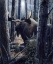 Picture of KING OF THE NORTHWOODS