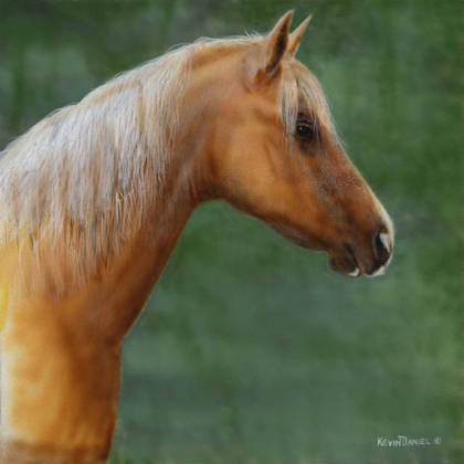 Picture of PALOMINO