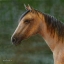 Picture of MUSTANG