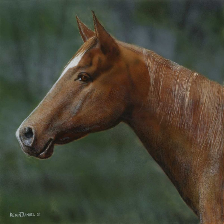 Picture of QUARTER HORSE