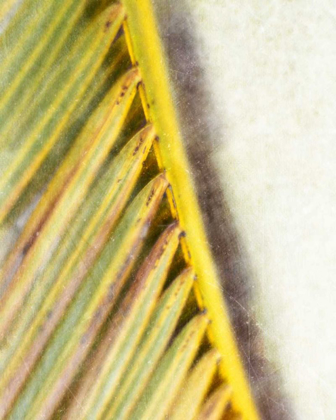 Picture of FROND STUDY I