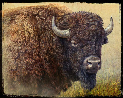 Picture of BISON PORTRAIT I