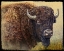 Picture of BISON PORTRAIT I