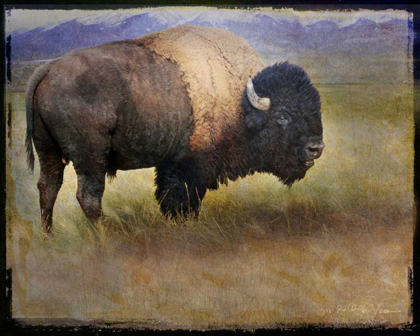 Picture of BISON PORTRAIT II