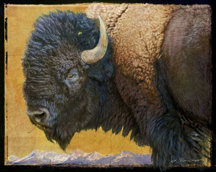 Picture of BISON PORTRAIT III
