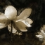 Picture of BRONZE LILY II