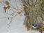 Picture of LATE SNOW WARBLER