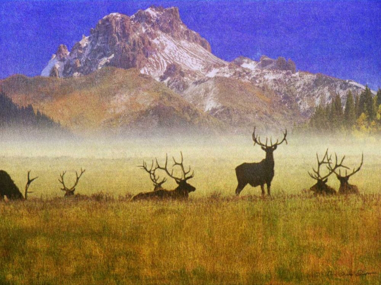 Picture of BULL ELK