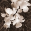 Picture of ORCHID AND SWIRLS I