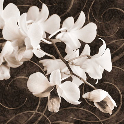 Picture of ORCHID AND SWIRLS II
