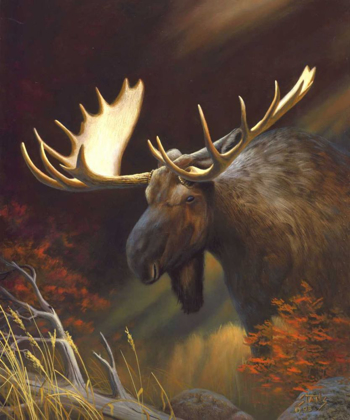 Picture of MOOSE PORTRAIT