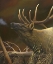 Picture of ELK PORTRAIT I